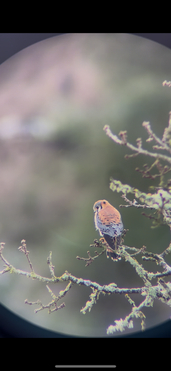 American Kestrel - ML628068724