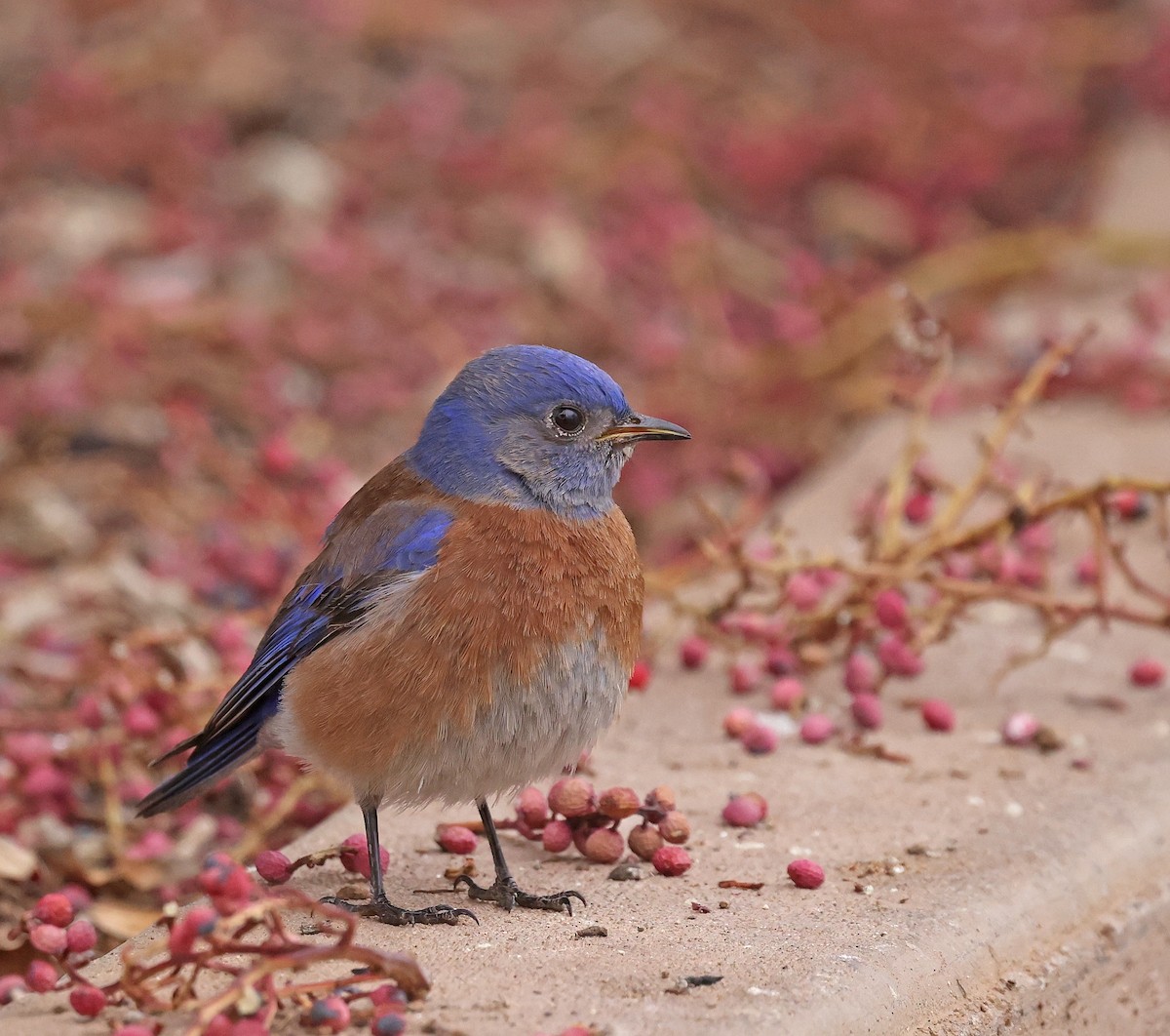 Western Bluebird - ML628068728