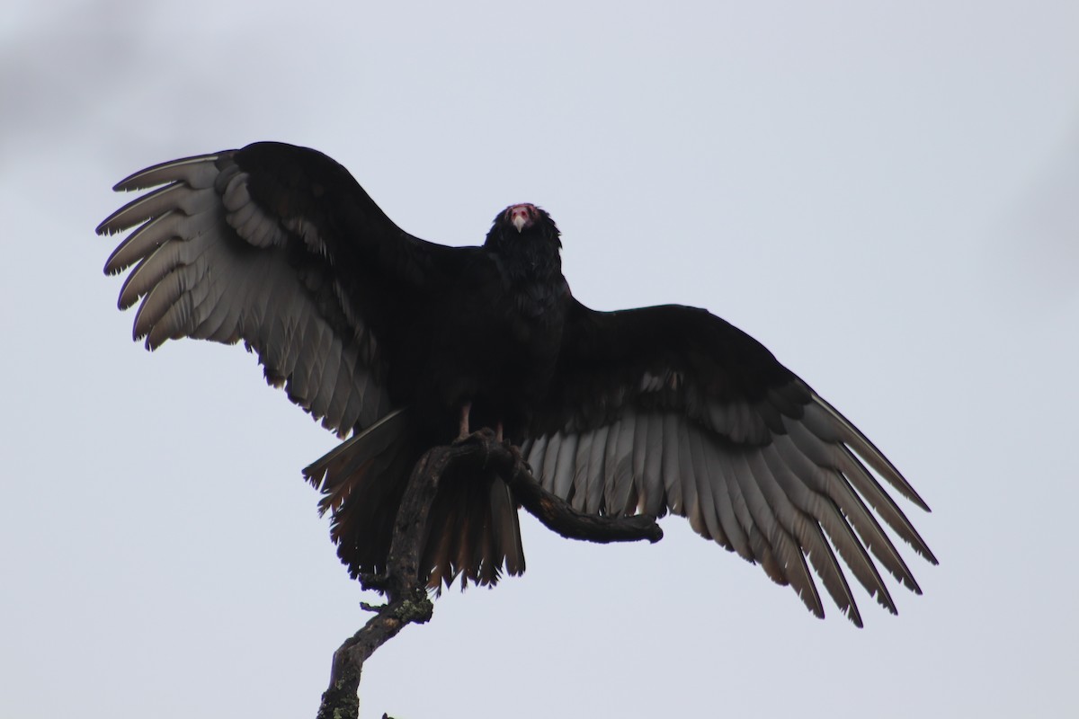 Turkey Vulture - ML628068730