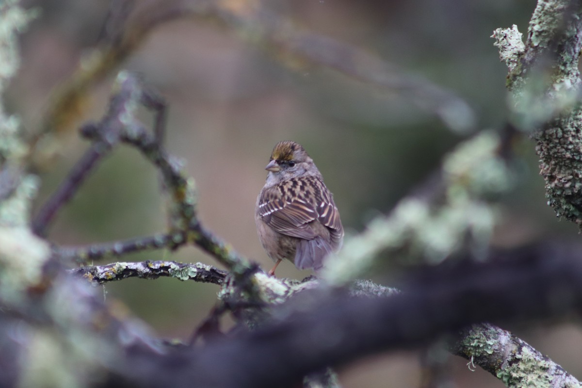 Golden-crowned Sparrow - ML628068752