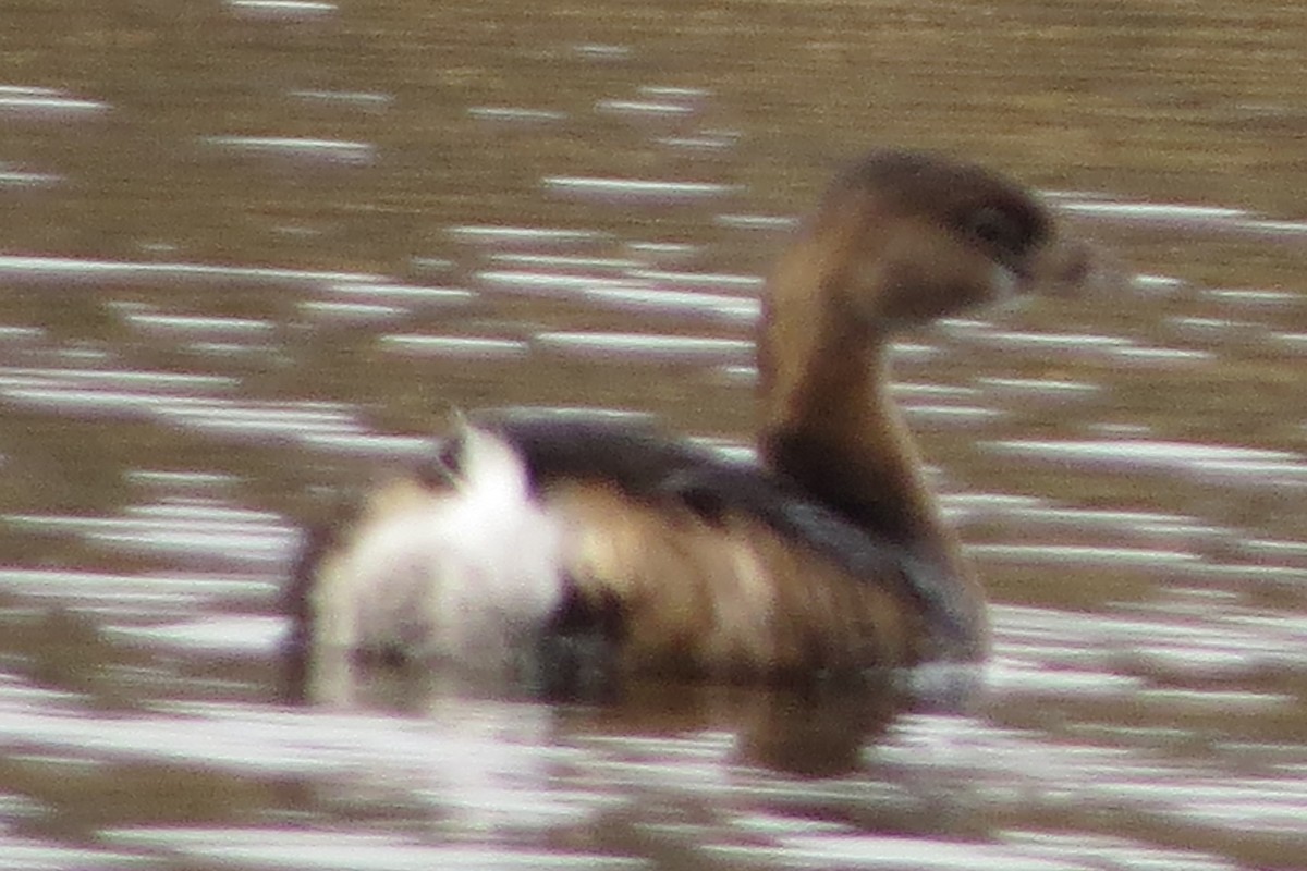 Pied-billed Grebe - ML628068769