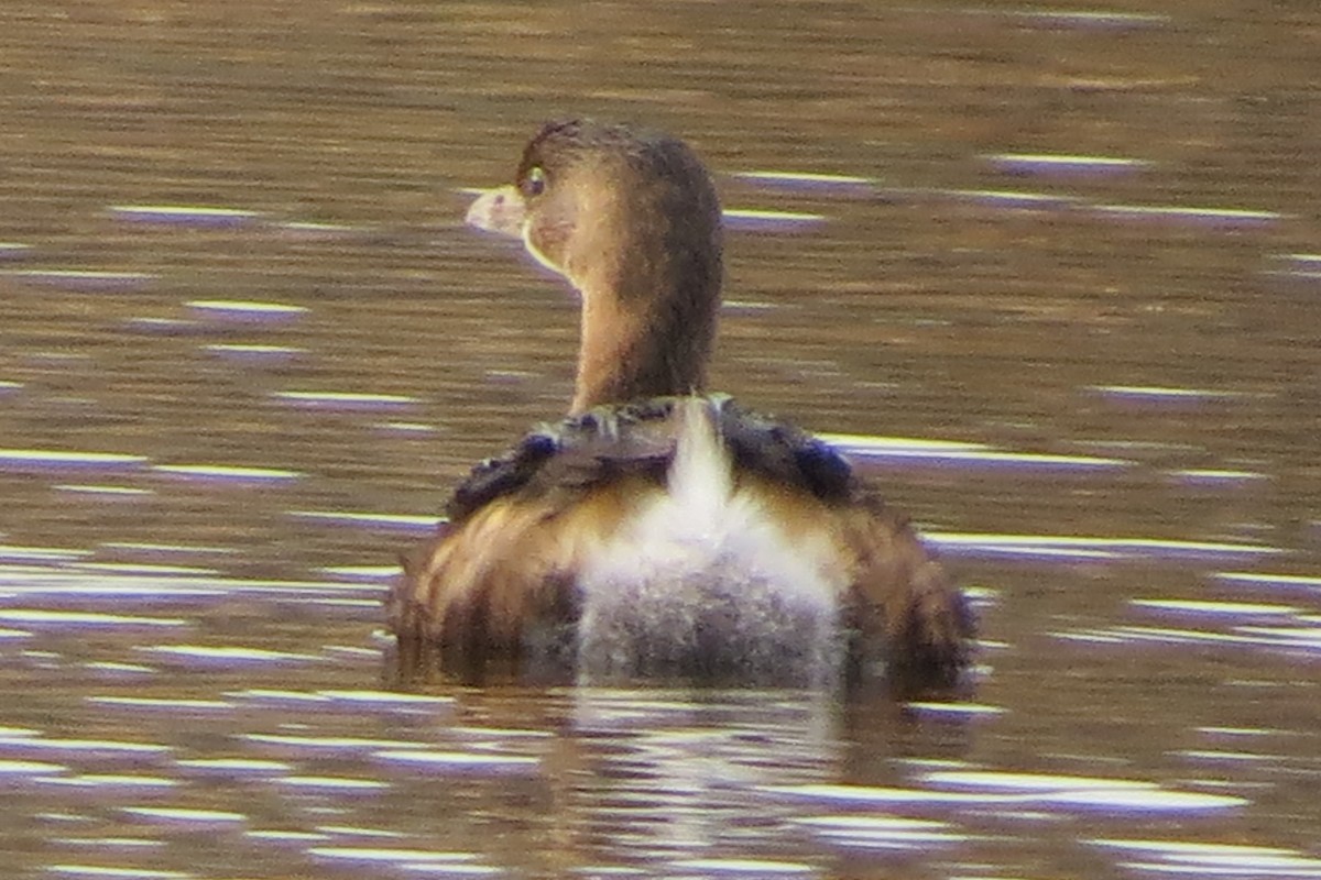 Pied-billed Grebe - ML628068786