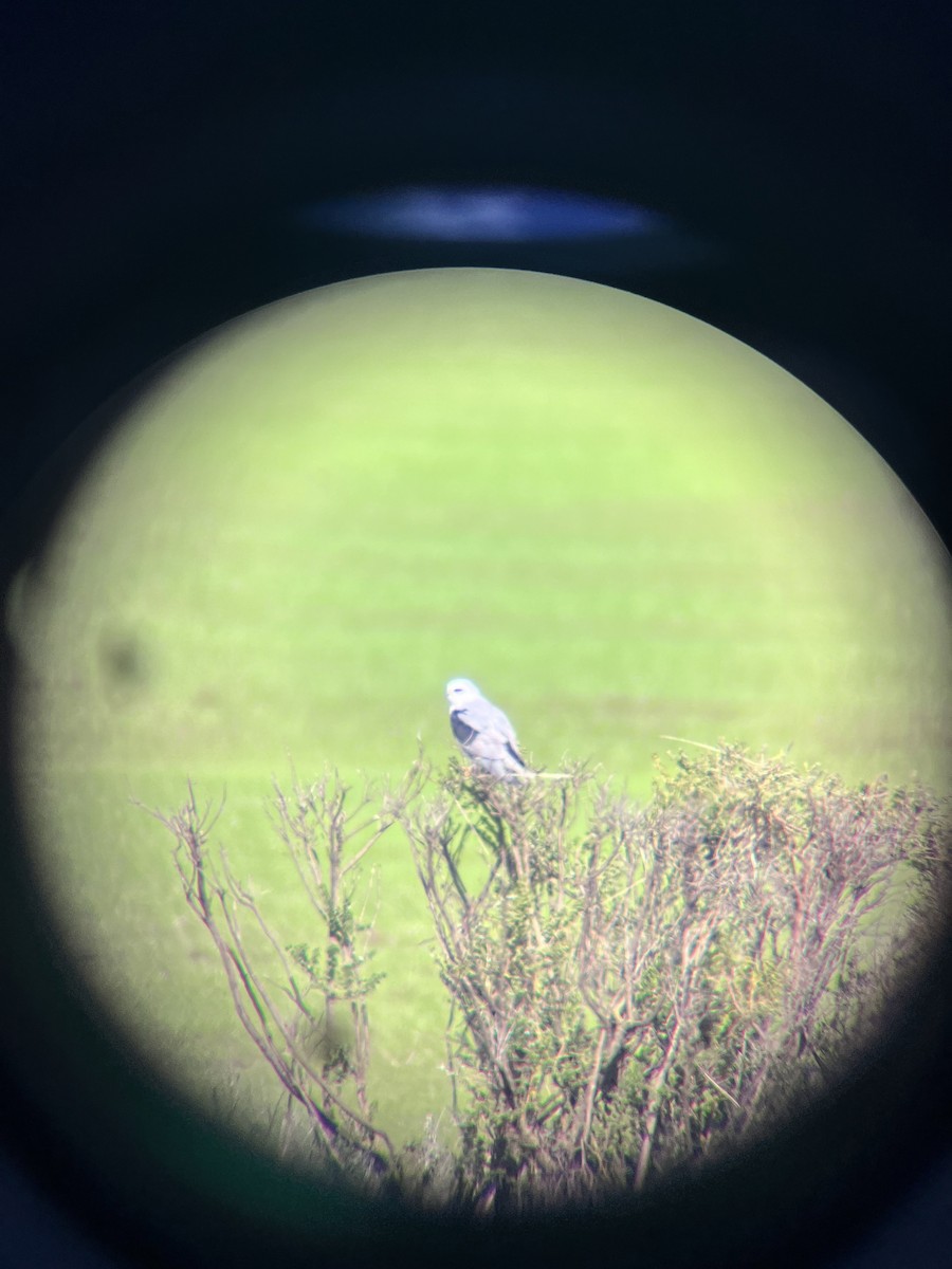 White-tailed Kite - ML628068797