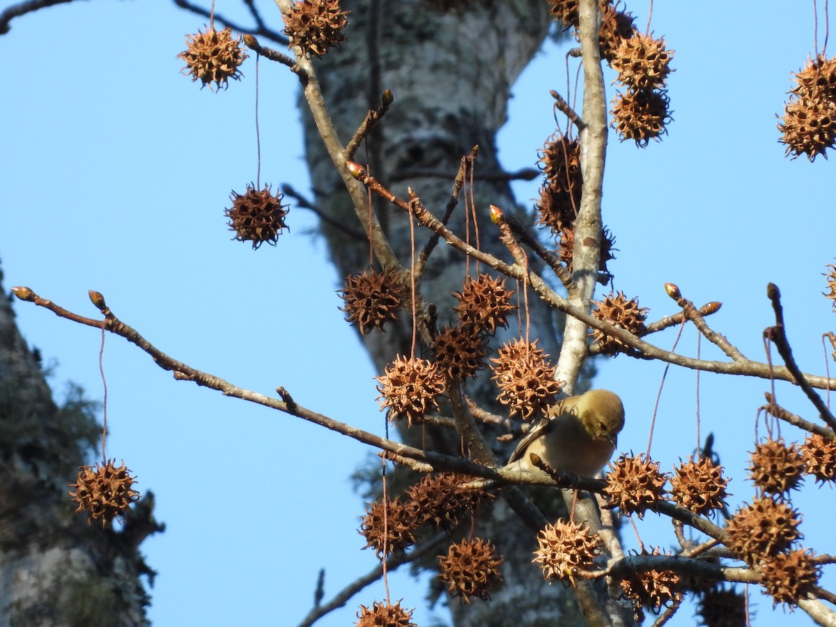 American Goldfinch - ML628068804