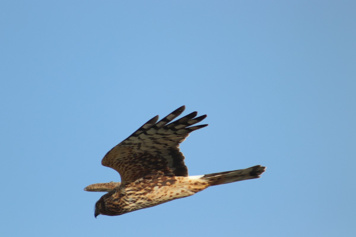 Northern Harrier - ML628068808