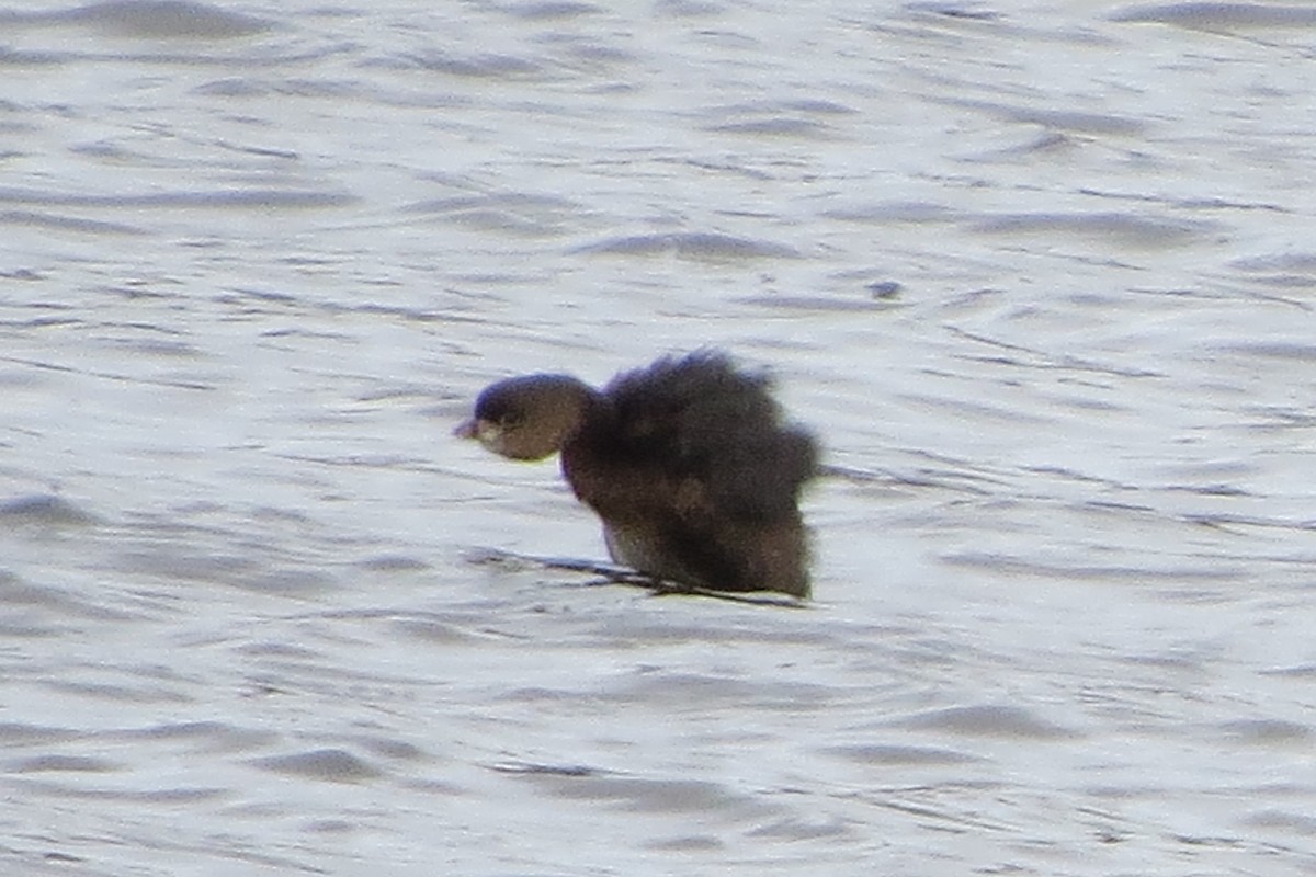 Pied-billed Grebe - ML628068809