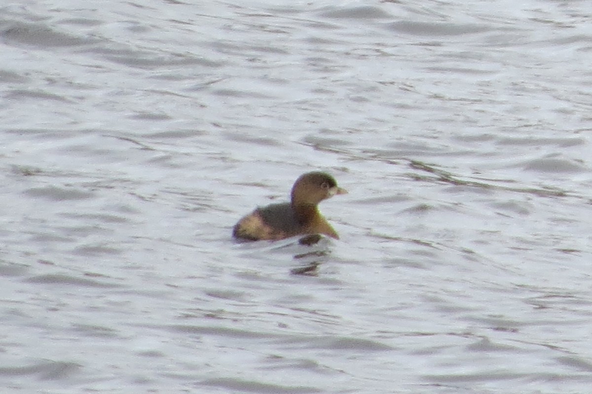 Pied-billed Grebe - ML628068816