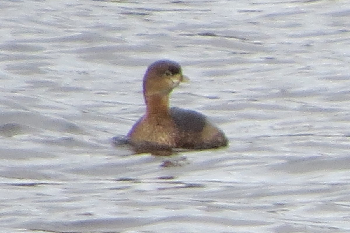 Pied-billed Grebe - ML628068820