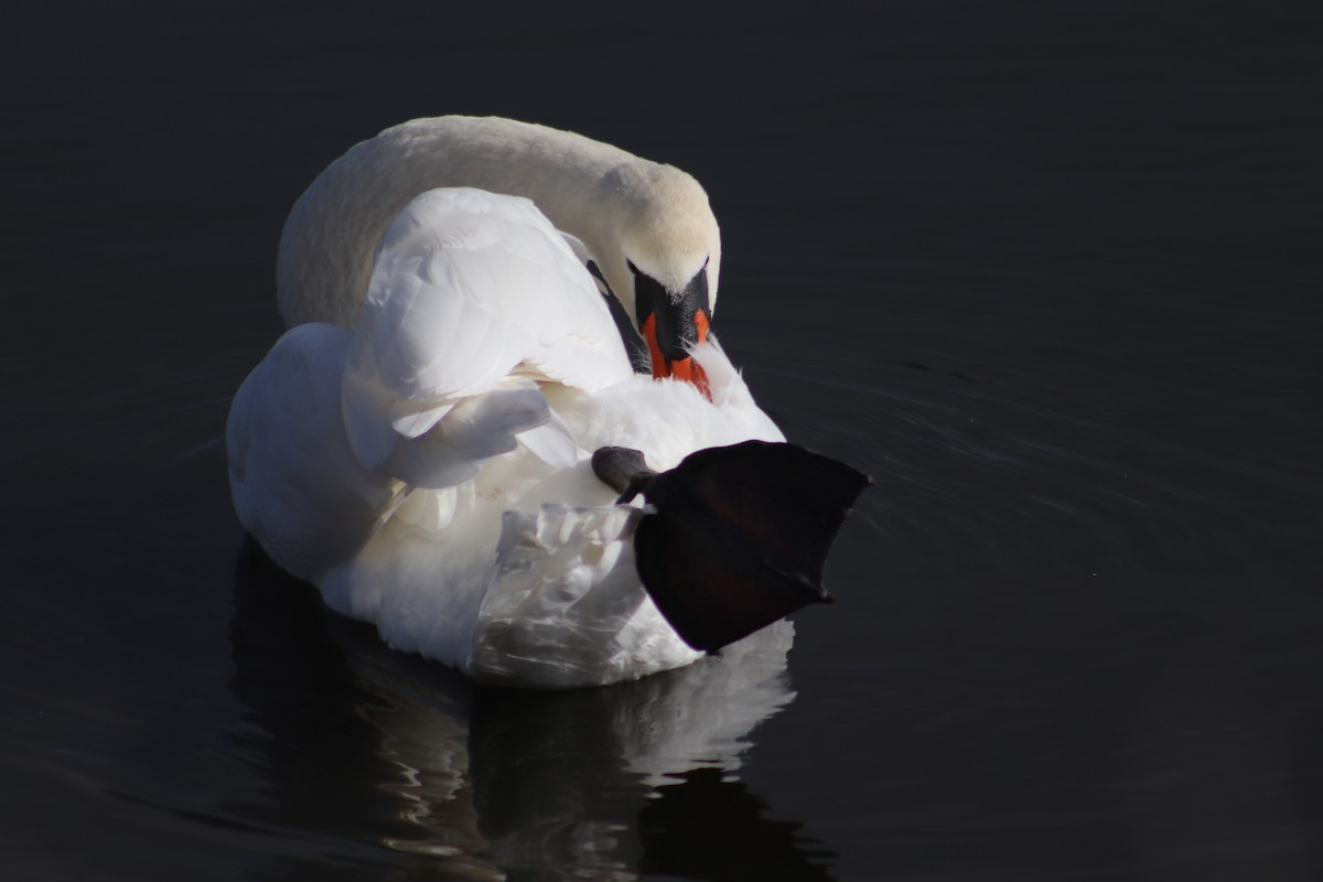 Mute Swan - ML628068847