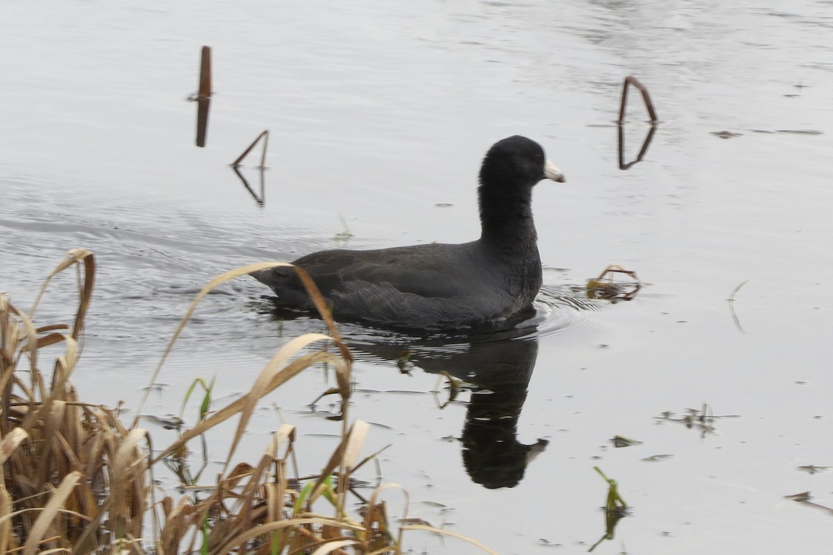 American Coot - ML628068908