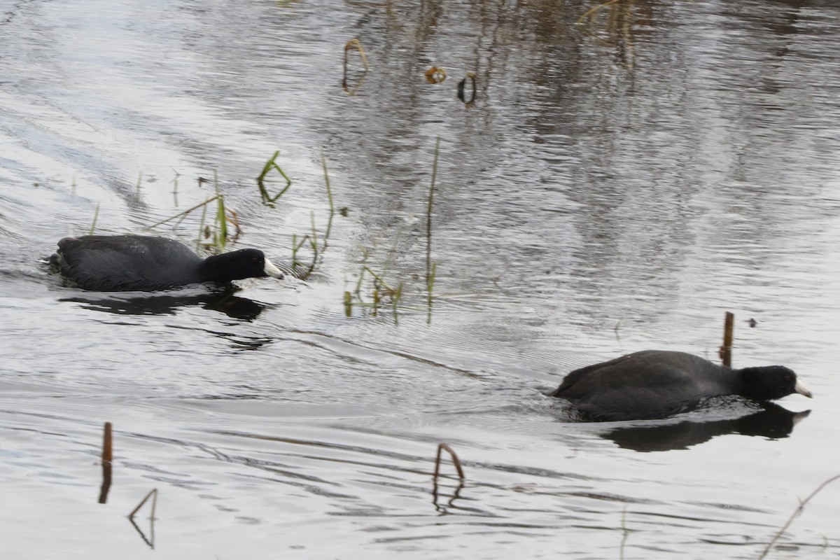 American Coot - ML628068909