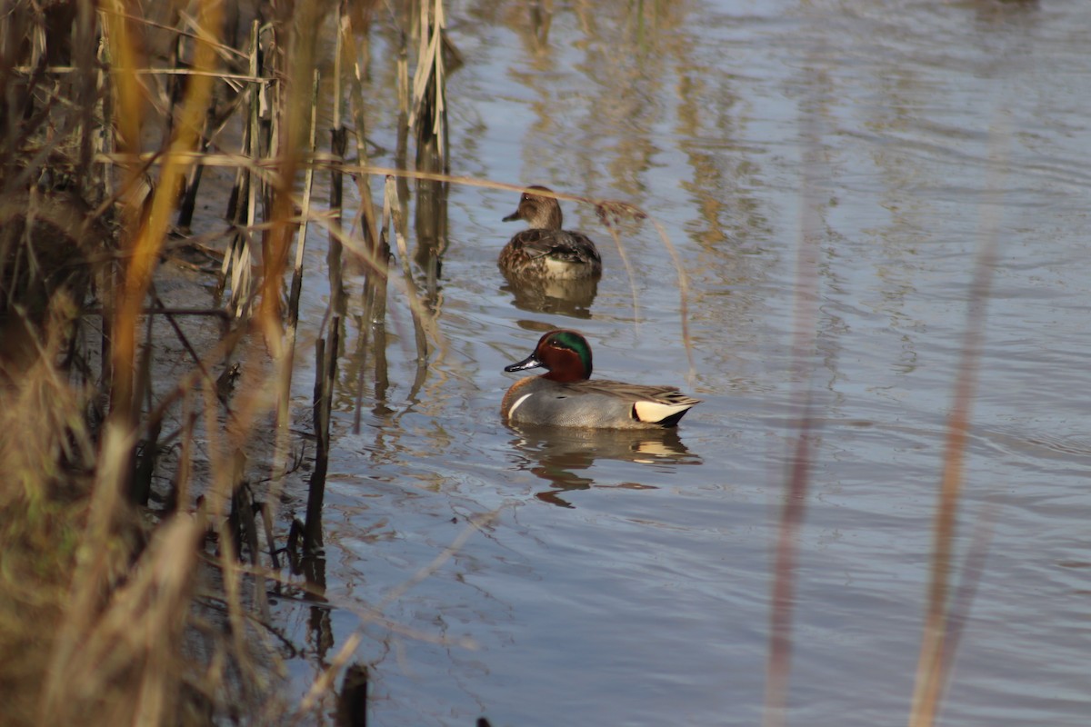 Green-winged Teal - ML628068910