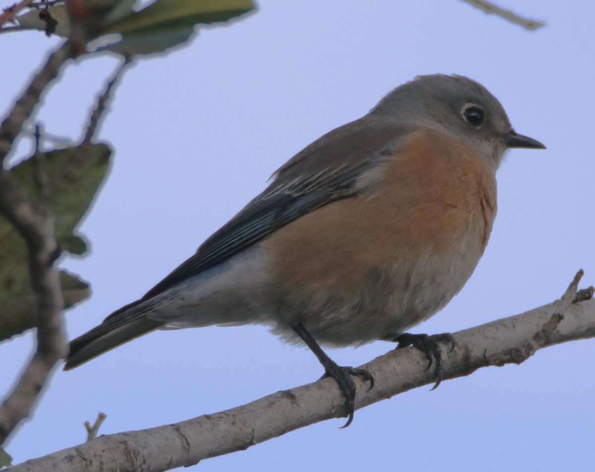 Western Bluebird - ML628068936