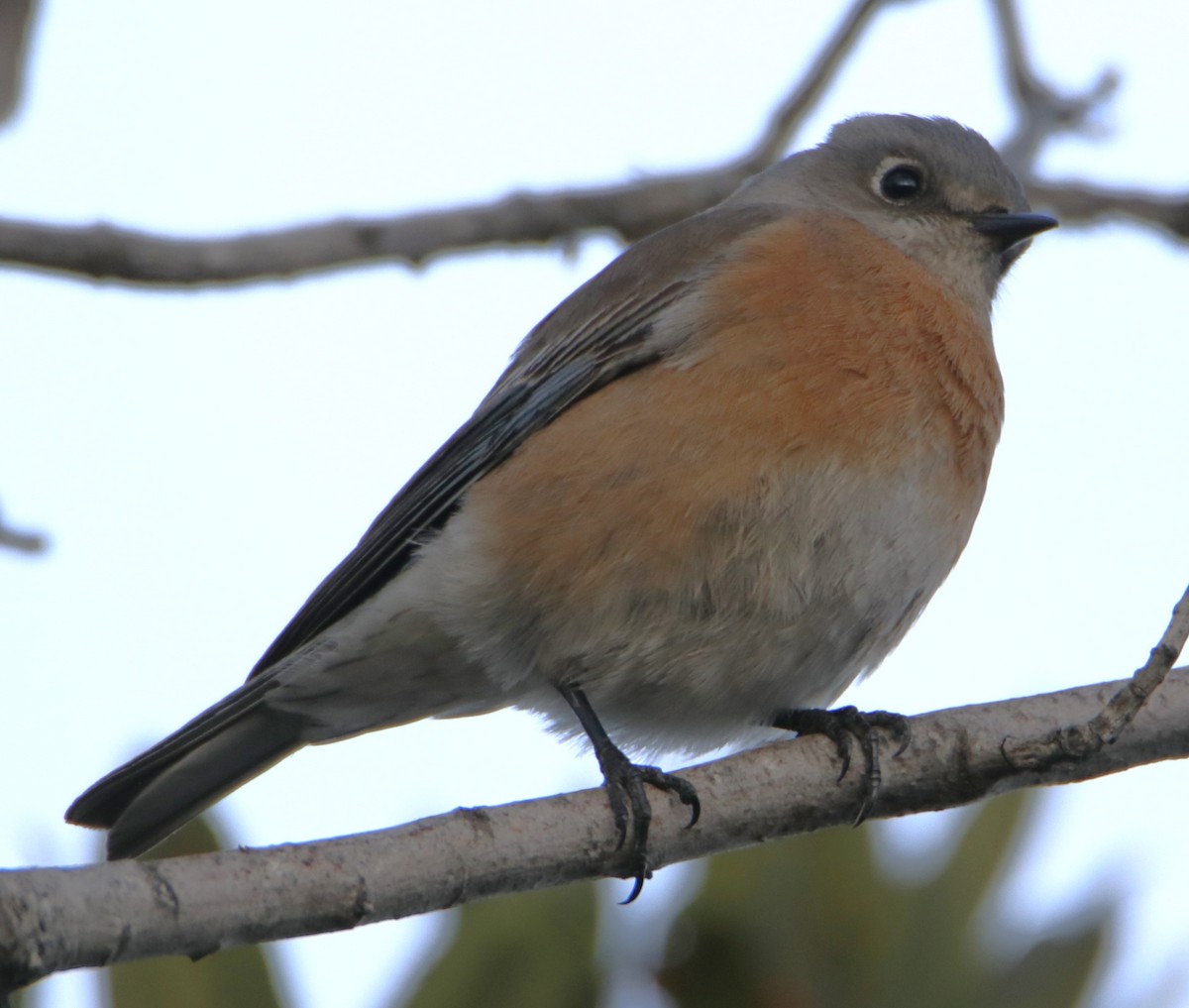 Western Bluebird - ML628068946