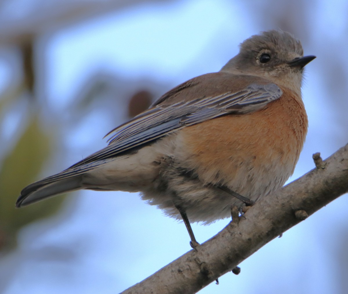 Western Bluebird - ML628068948