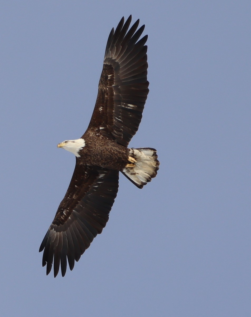 Weißkopf-Seeadler - ML628068955