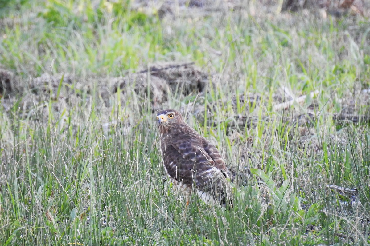 Roadside Hawk - ML628069084