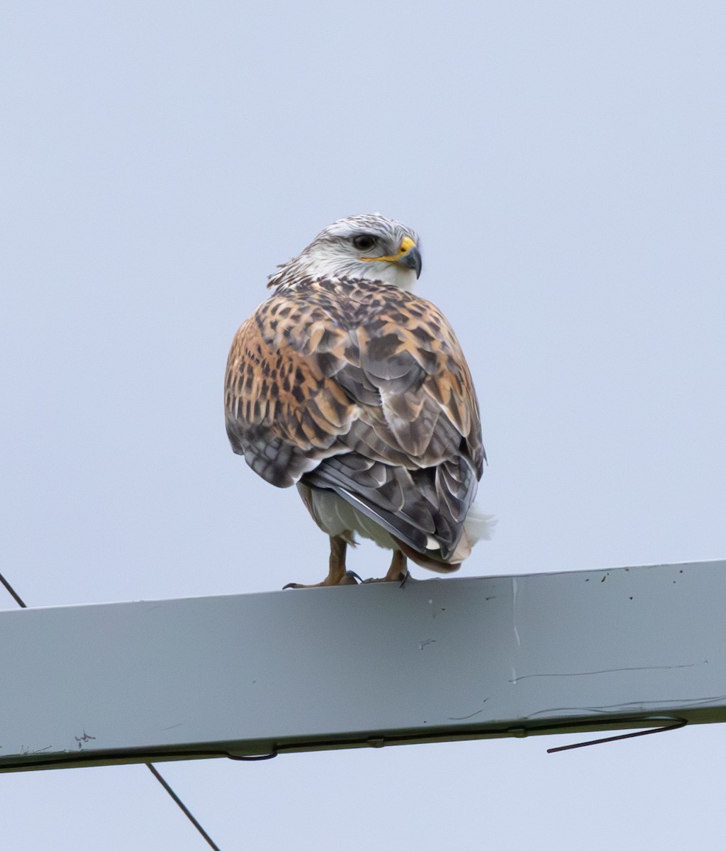 Ferruginous Hawk - ML628069088