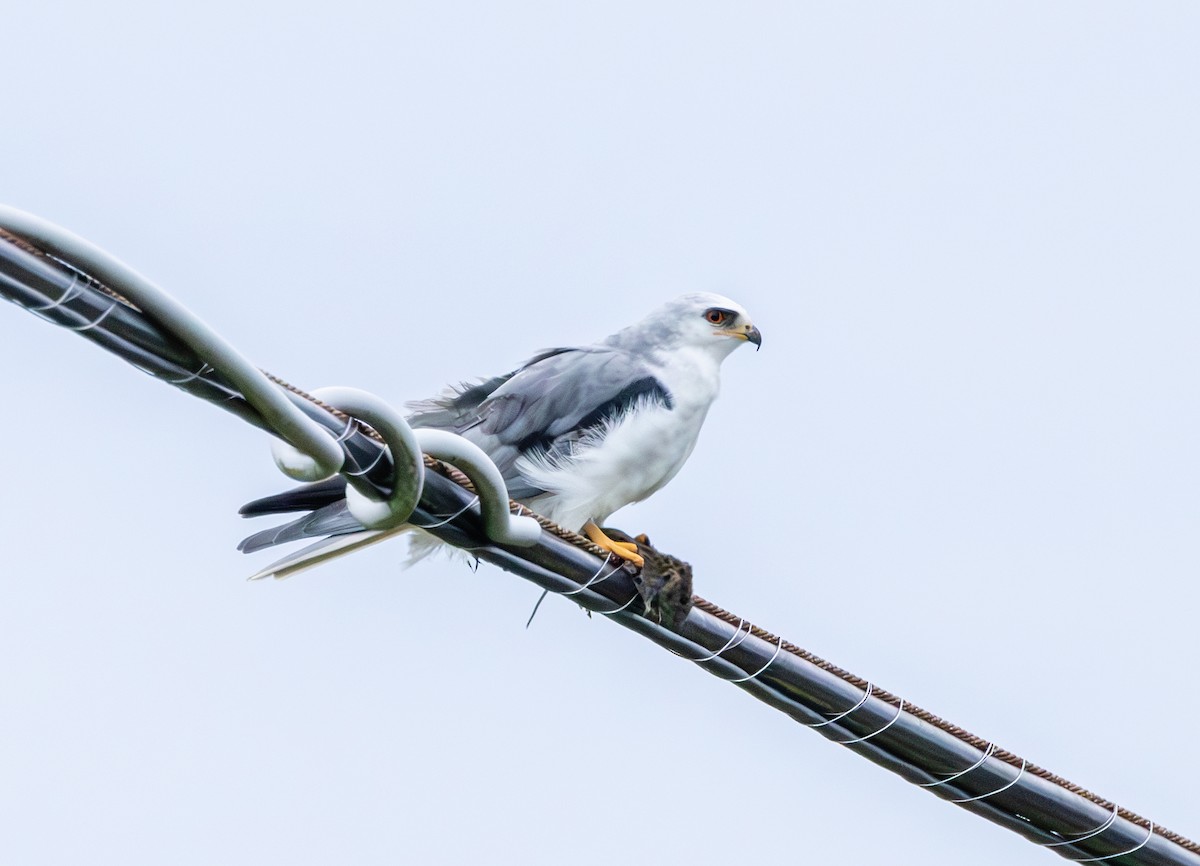 White-tailed Kite - ML628069100