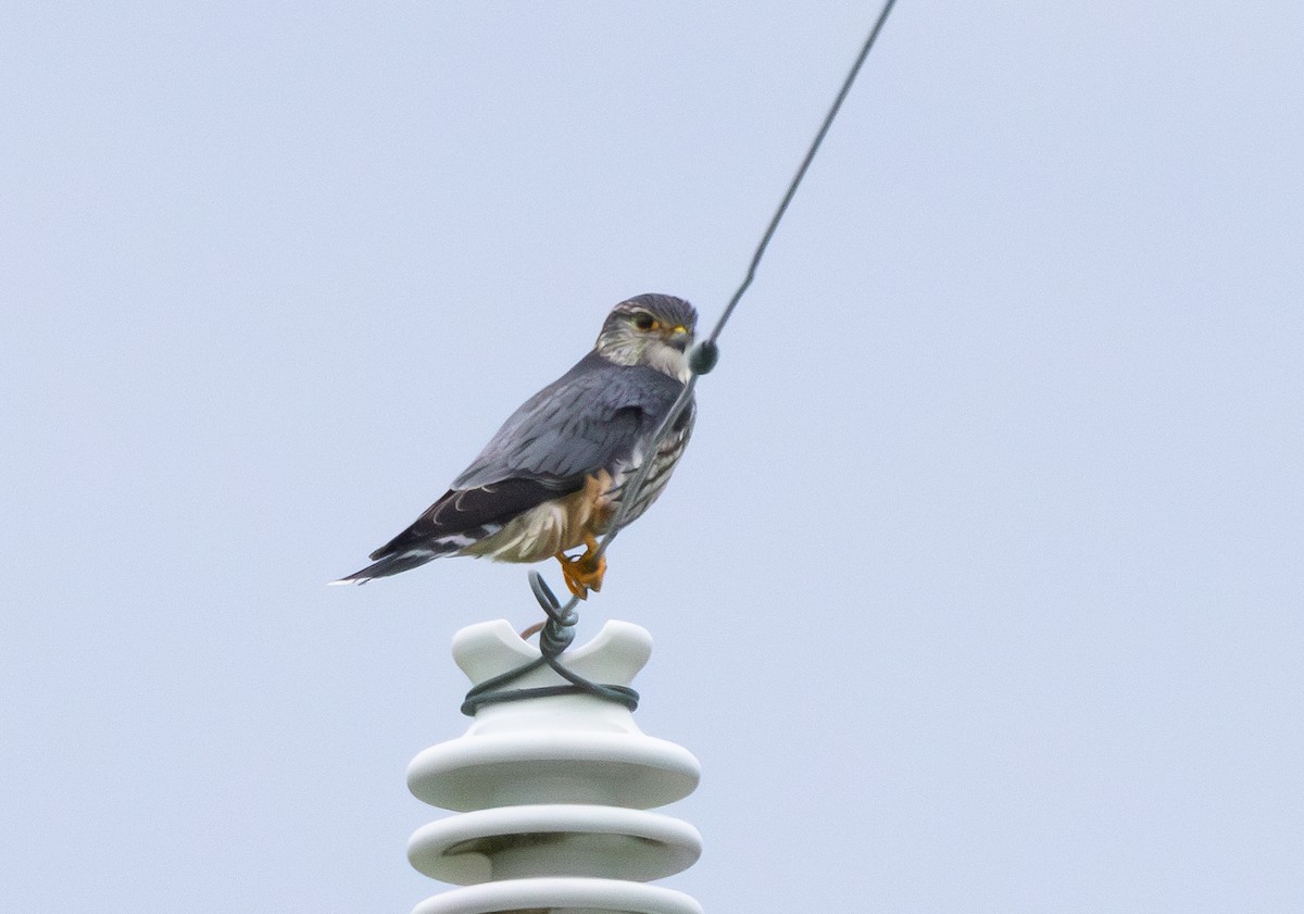Merlin - ML628069132