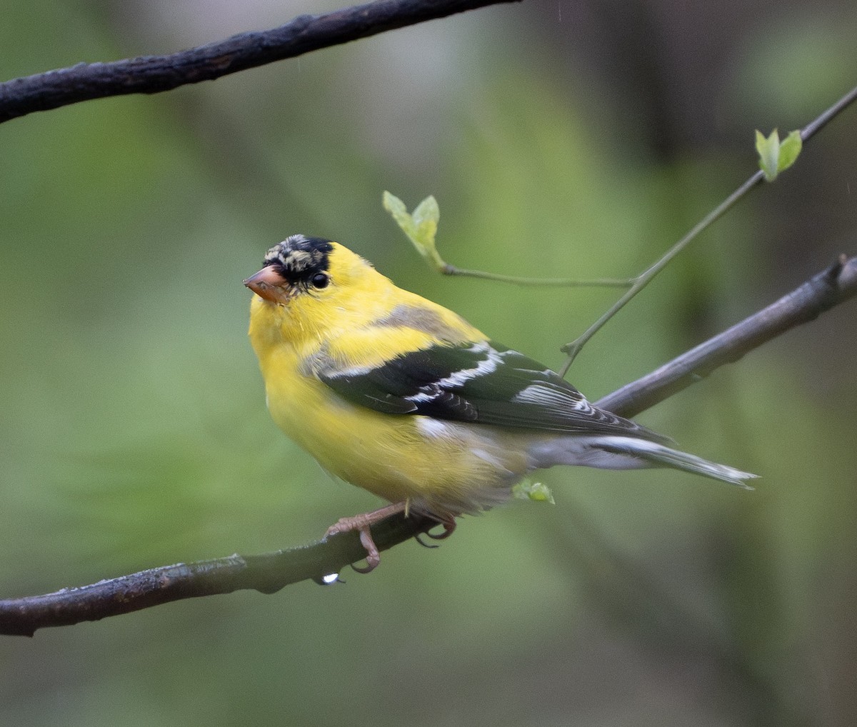 American Goldfinch - ML628069137