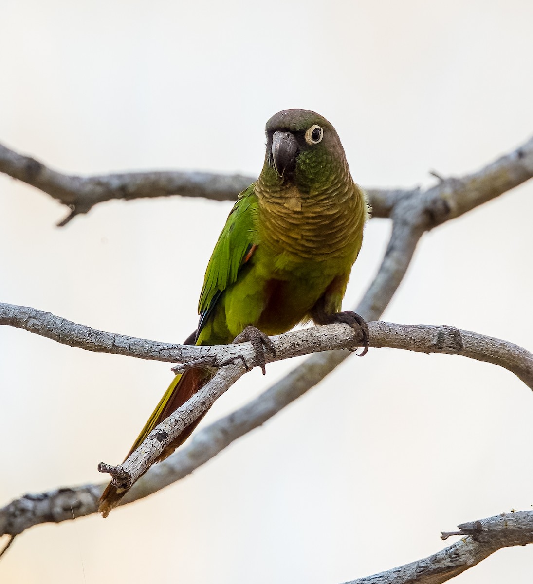 Blaze-winged Parakeet - ML628069204