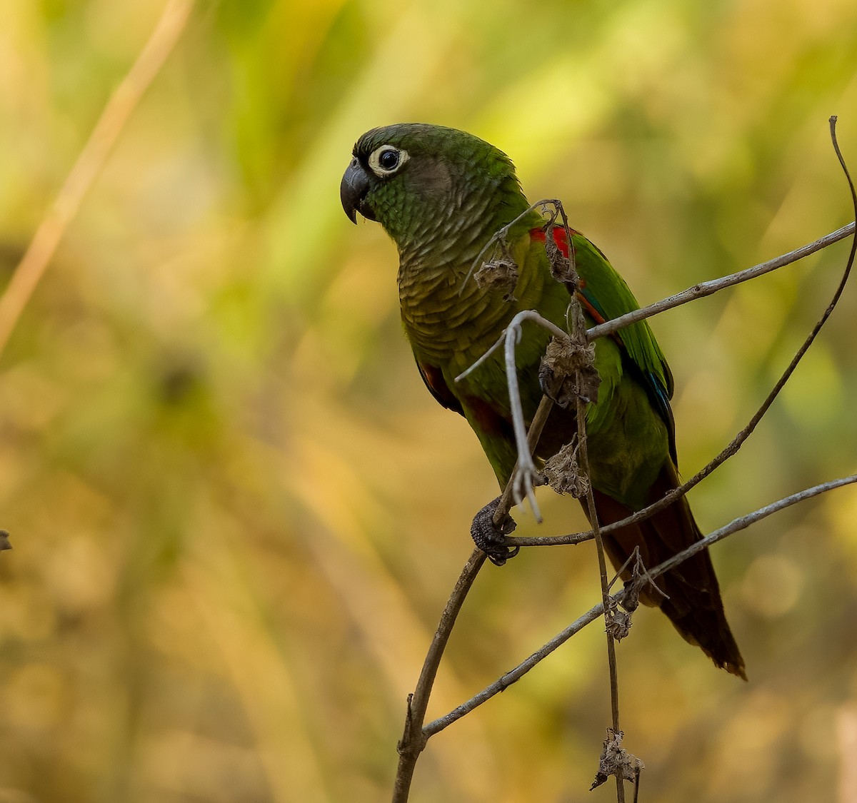 Blaze-winged Parakeet - ML628069205