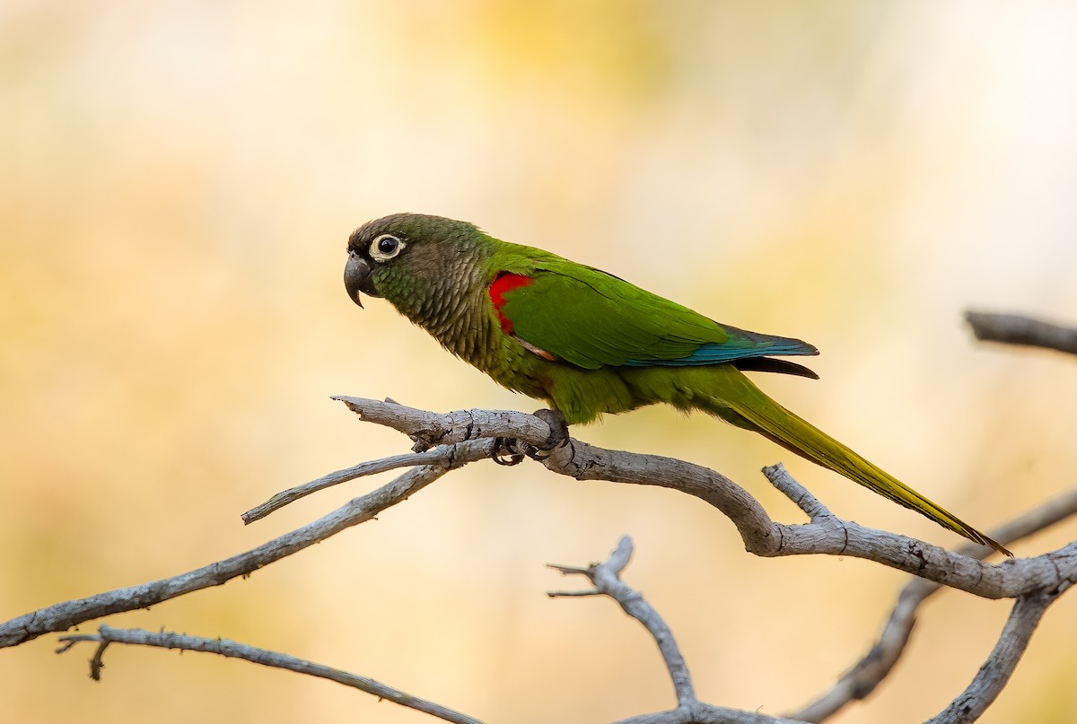 Blaze-winged Parakeet - ML628069206