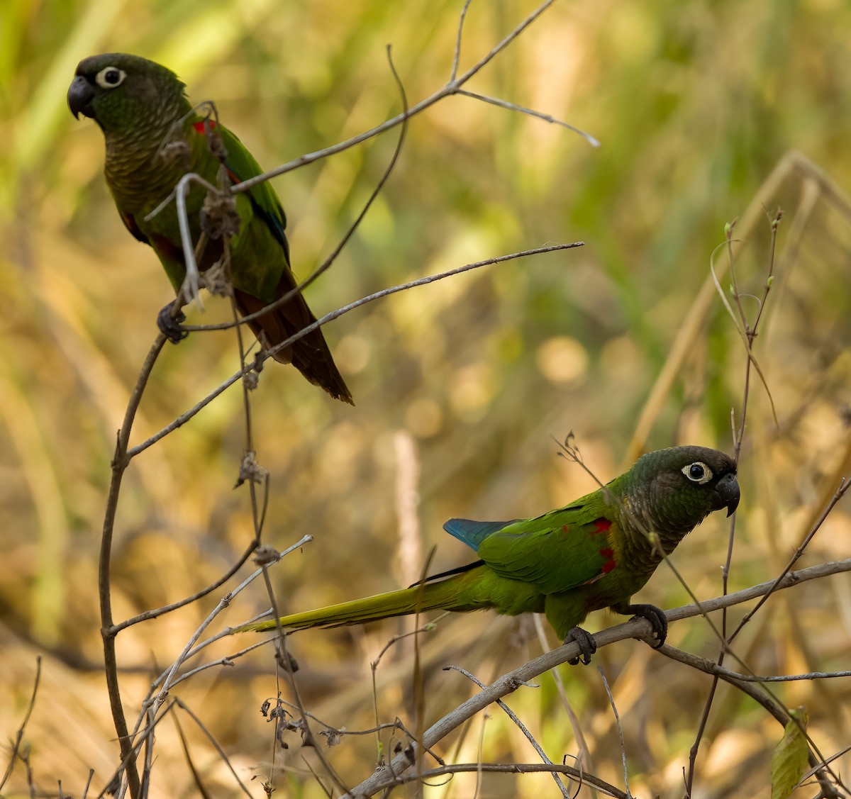 Blaze-winged Parakeet - ML628069207