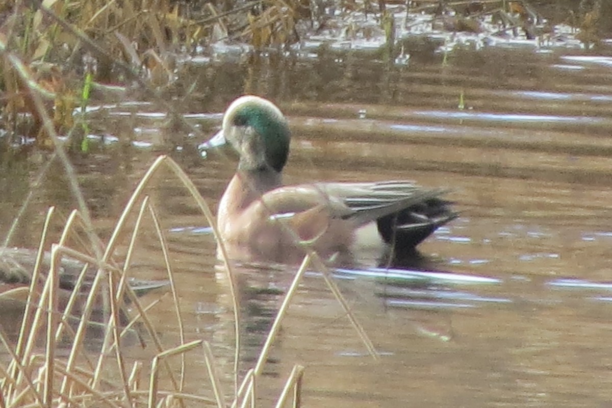 American Wigeon - ML628069213