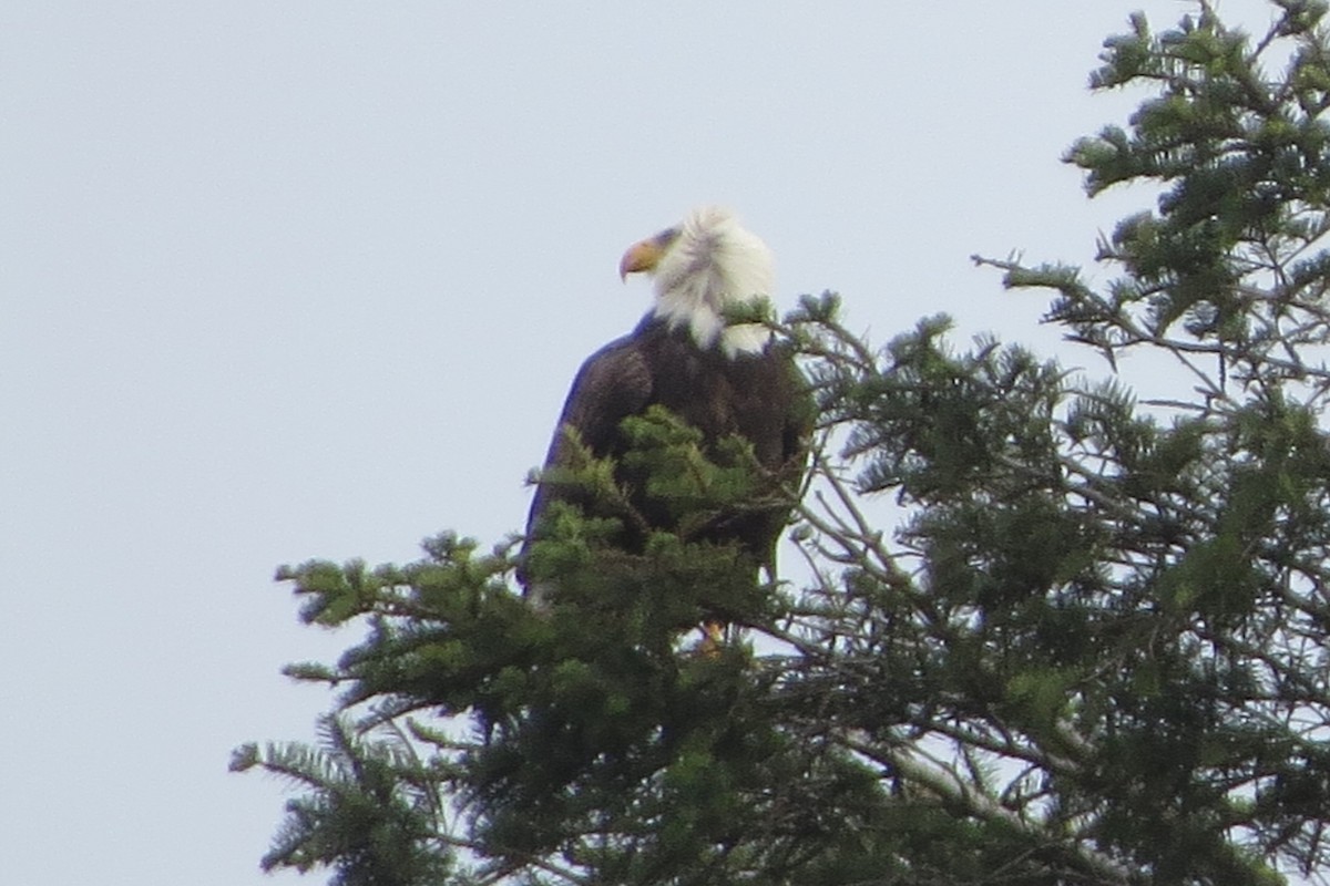 Weißkopf-Seeadler - ML628069229