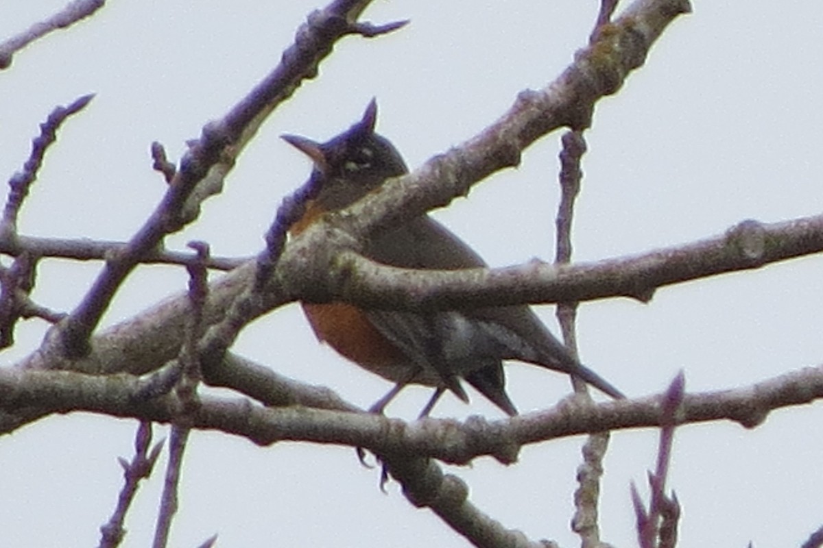 American Robin - ML628069261