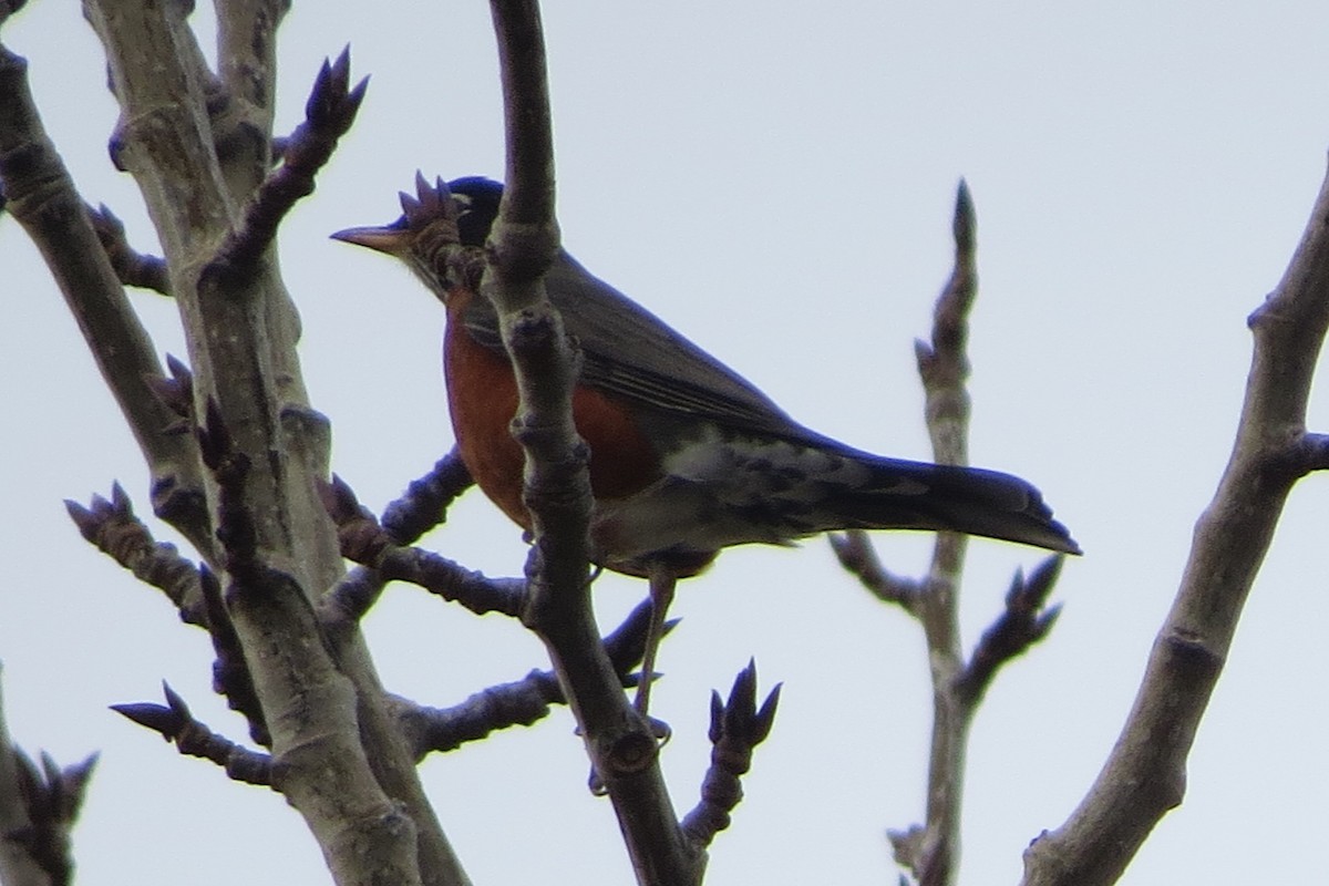 American Robin - ML628069263