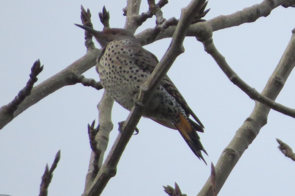 Northern Flicker - ML628069288