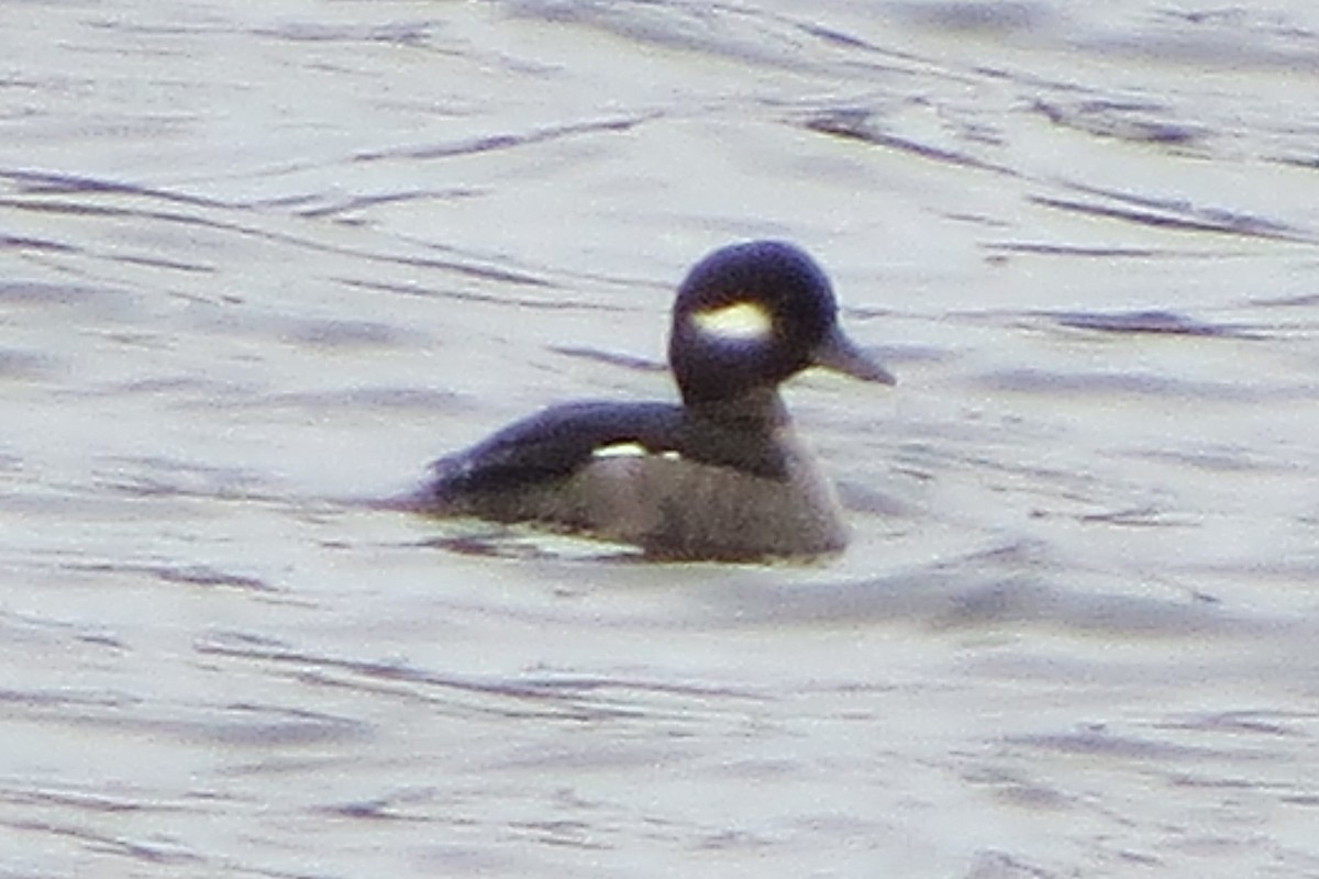 Bufflehead - ML628069312