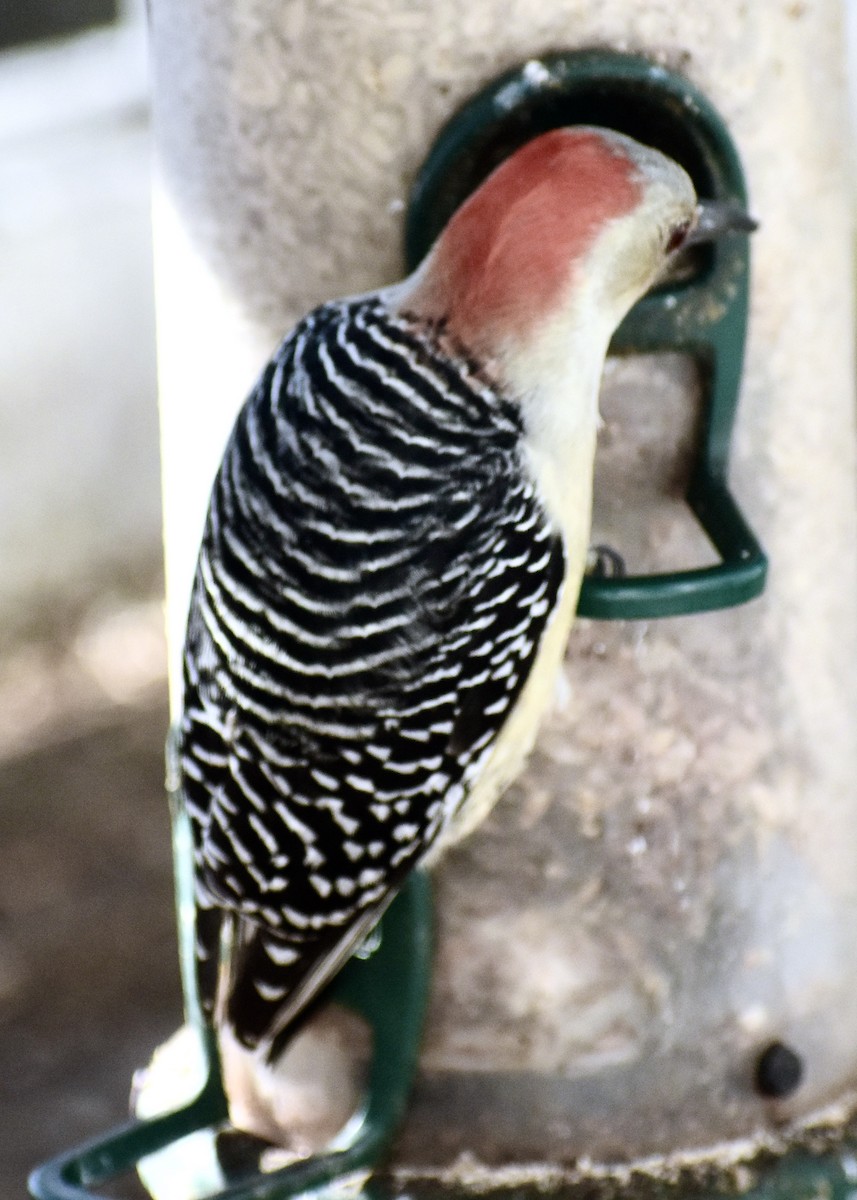 Red-bellied Woodpecker - ML628069331