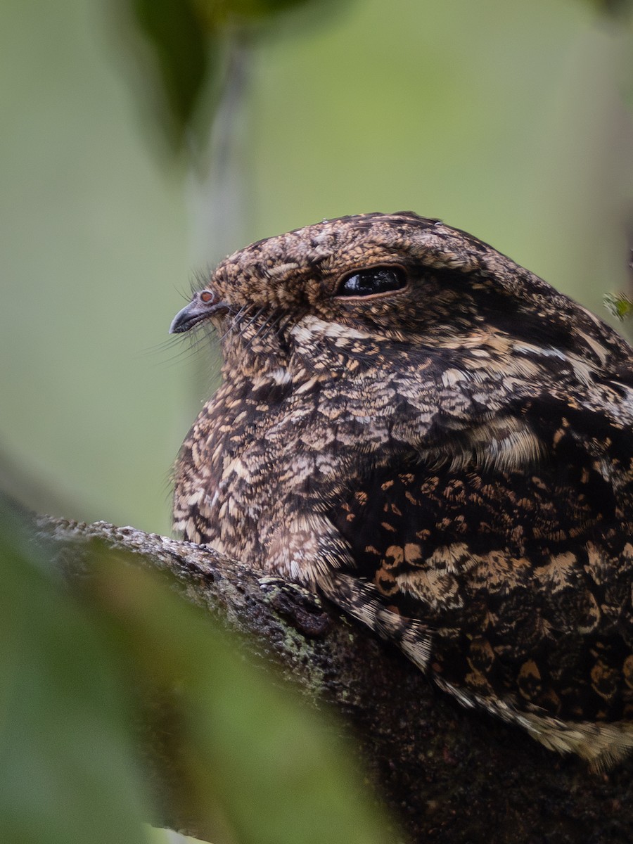 Gray Nightjar - ML628069352