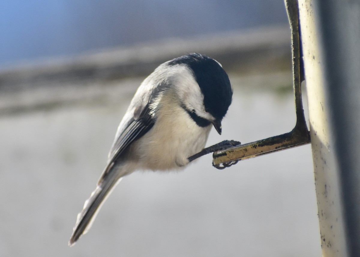 Carolina Chickadee - ML628069459