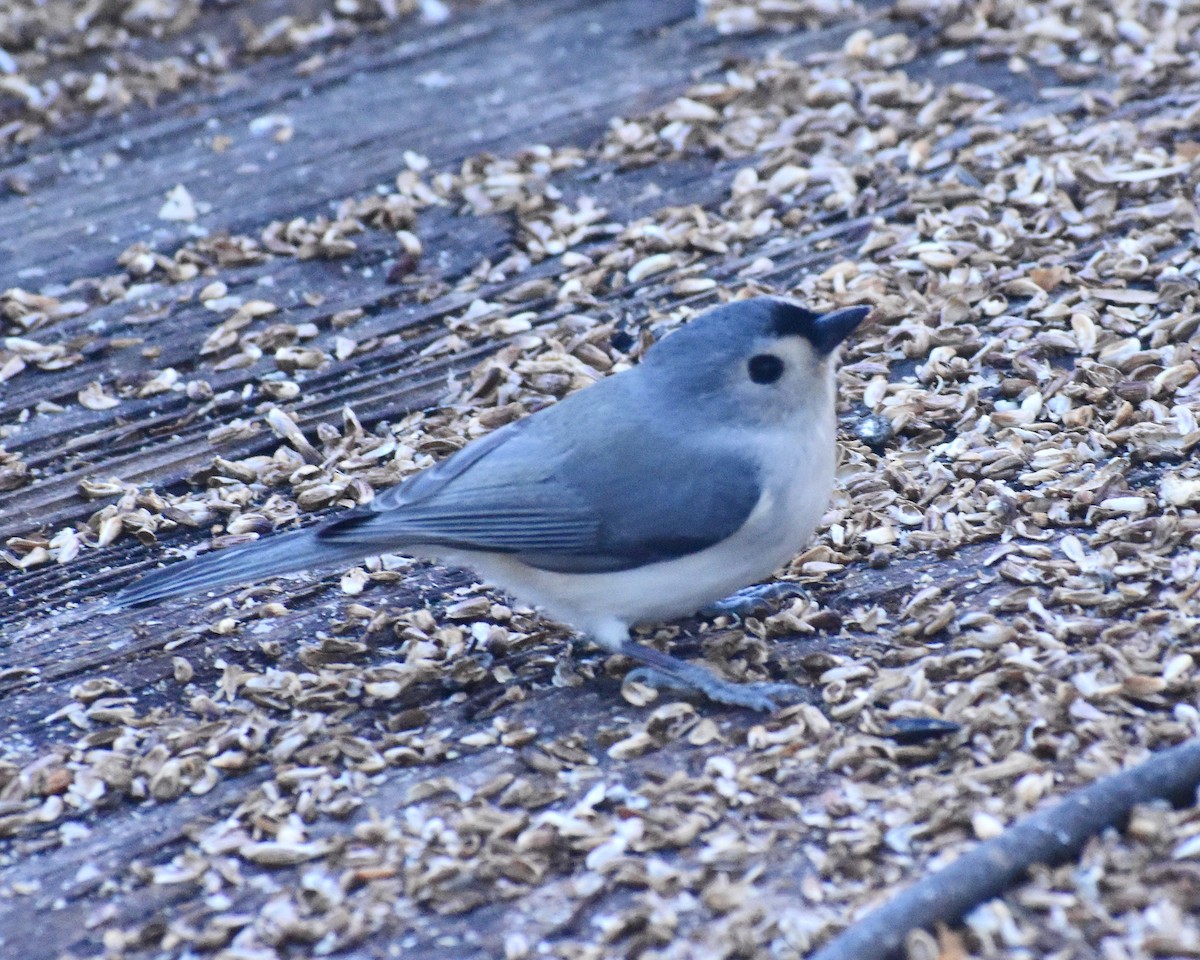 Tufted Titmouse - ML628069493