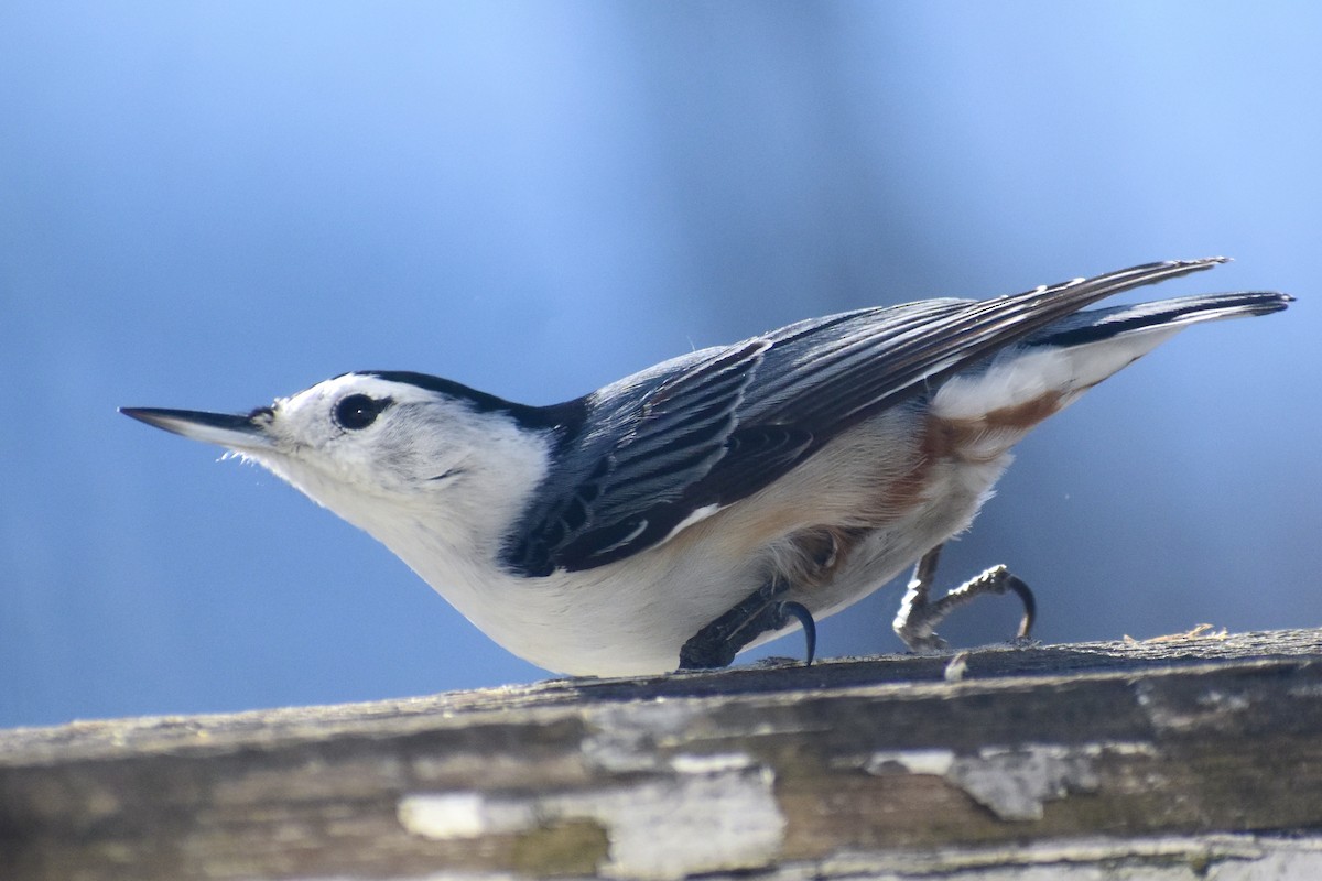 White-breasted Nuthatch - ML628069505