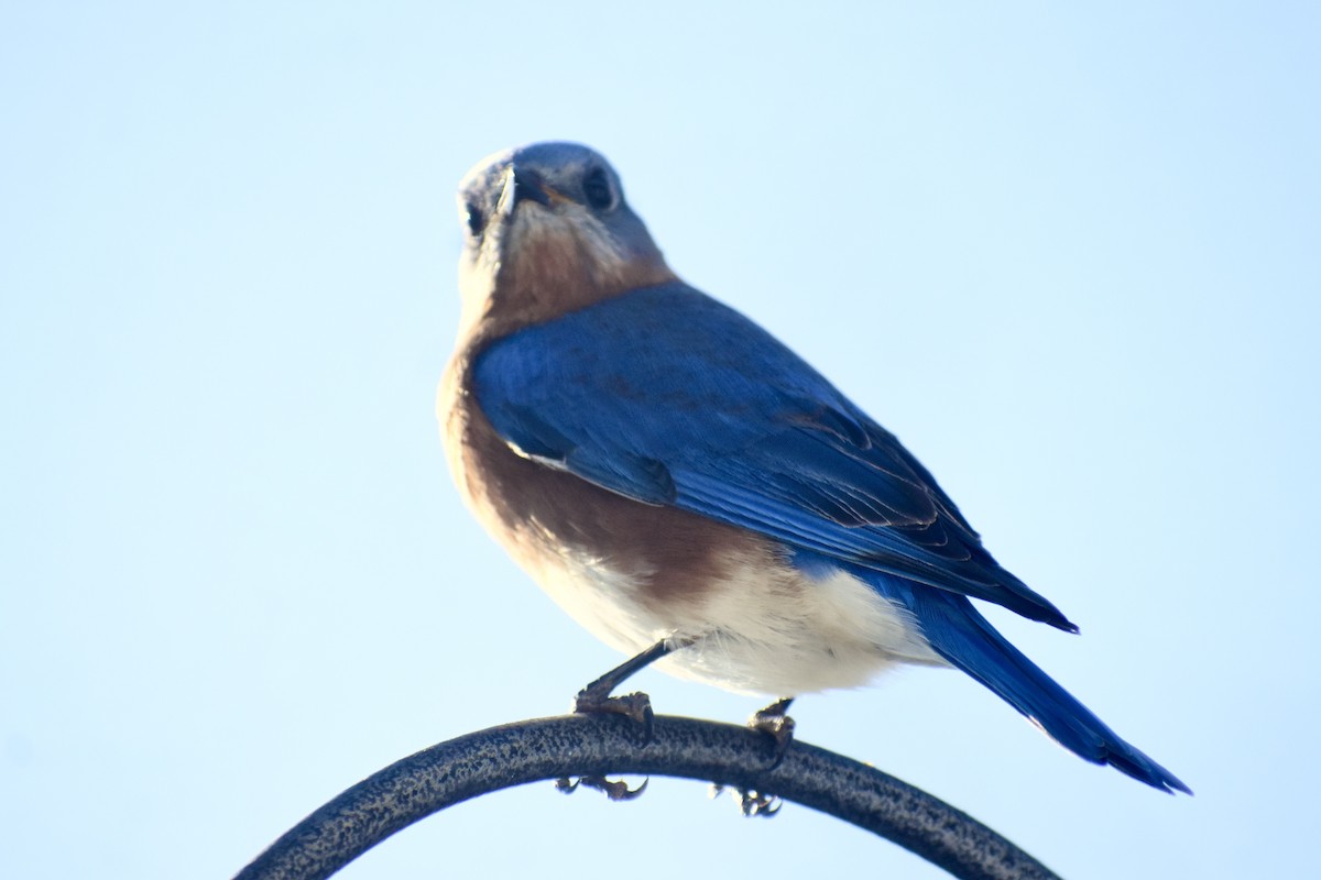 Eastern Bluebird - ML628069540