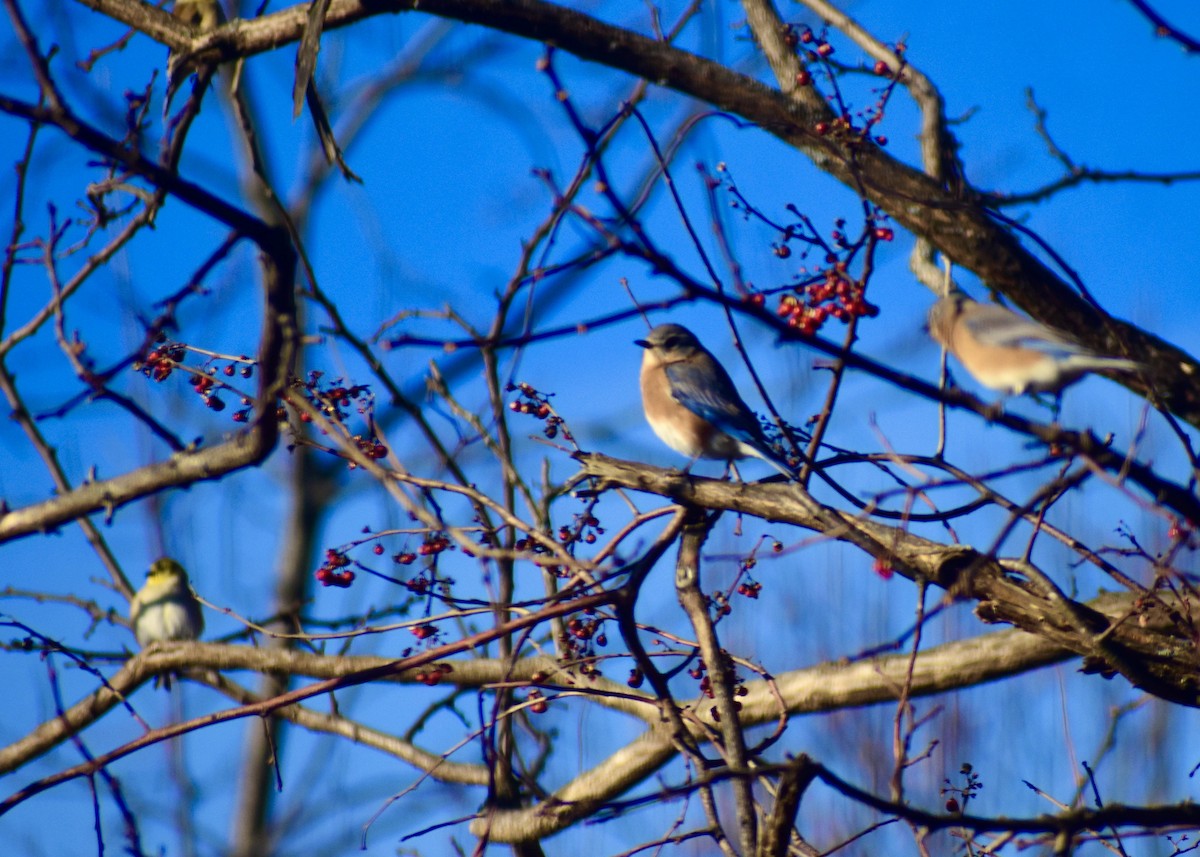 Eastern Bluebird - ML628069578