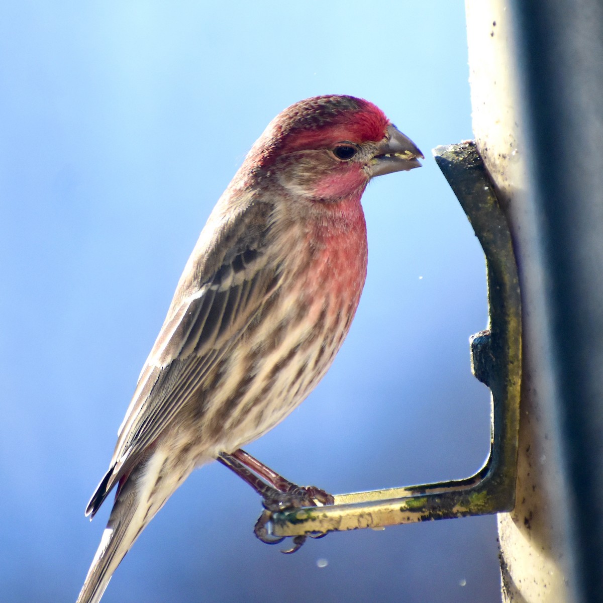 House Finch - ML628069604