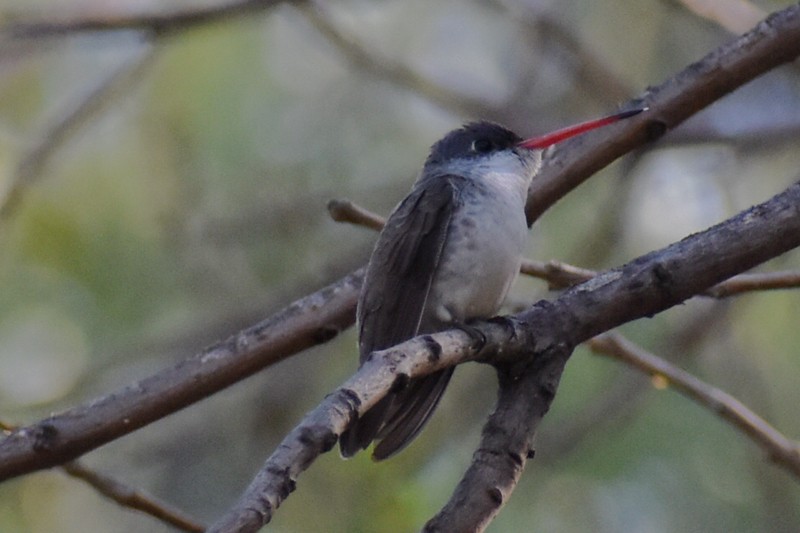 Violet-crowned Hummingbird - ML628069610