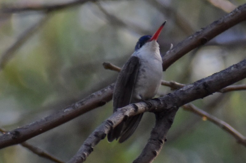 Violet-crowned Hummingbird - ML628069611