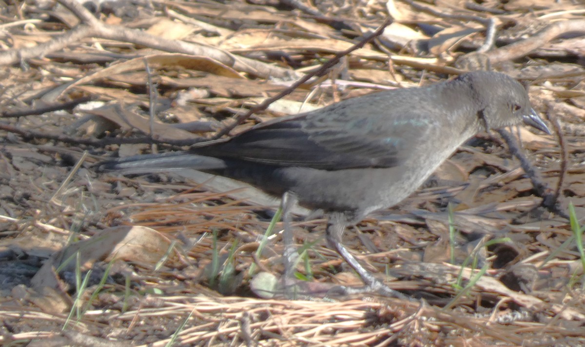 Brewer's Blackbird - ML628069622