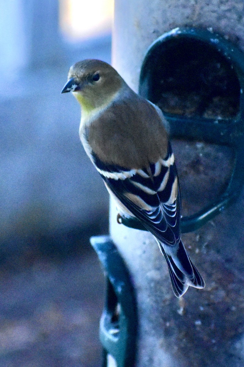 American Goldfinch - ML628069634