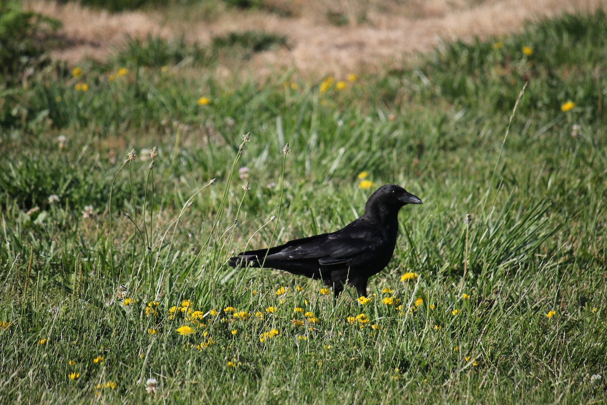 American Crow - ML628069660