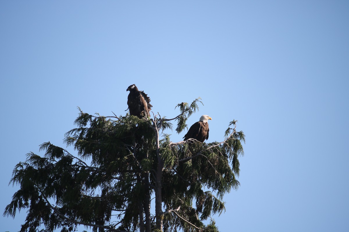 Weißkopf-Seeadler - ML628069699