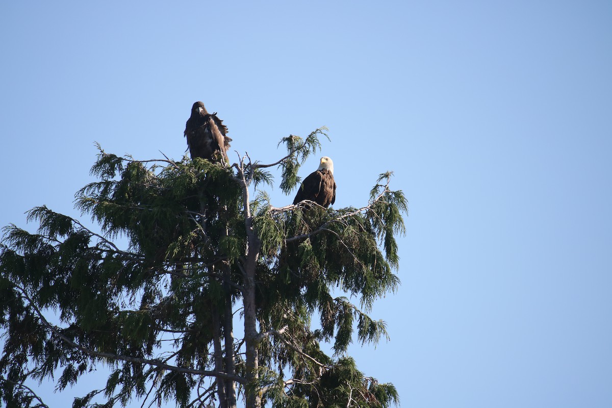 Weißkopf-Seeadler - ML628069700